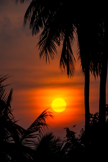 La luce dorata del sole e delle nuvole nel cielo con l&#39;ombra delle palme da cocco.