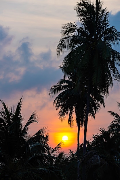 La luce dorata del sole e delle nuvole nel cielo dietro gli alberi di cocco.