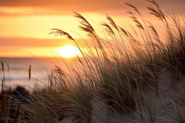 La luce dorata del sole sull'erba della spiaggia e sulle dune