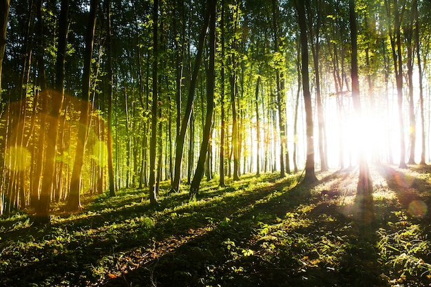 La luce mattutina del sole si fa strada attraverso la foresta