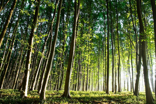 La luce mattutina del sole si fa strada attraverso la foresta