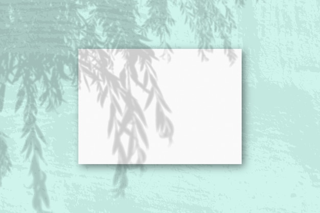 La luce naturale proietta le ombre da un ramo di salice su un foglio A4 orizzontale di carta ruvida bianca