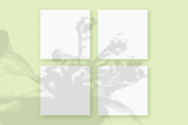 La luce naturale proietta le ombre della pianta su 4 fogli quadrati di carta bianca adagiati su uno sfondo verde strutturato. Modello.