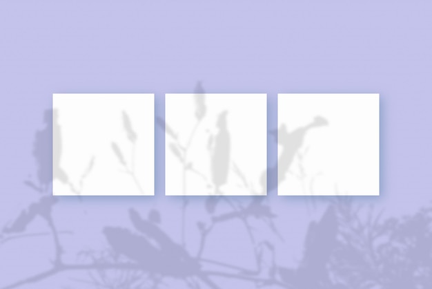 La luce naturale proietta ombre dalla pianta su 3 fogli quadrati di carta bianca testurizzata che giace su uno sfondo viola testurizzato Mockup