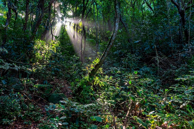 La luce scorre tra gli alberi della densa foresta pluviale di Rio de Janeiro