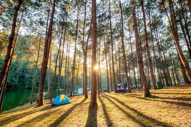 La luce solare della foresta di pino splende sul bacino idrico al tramonto