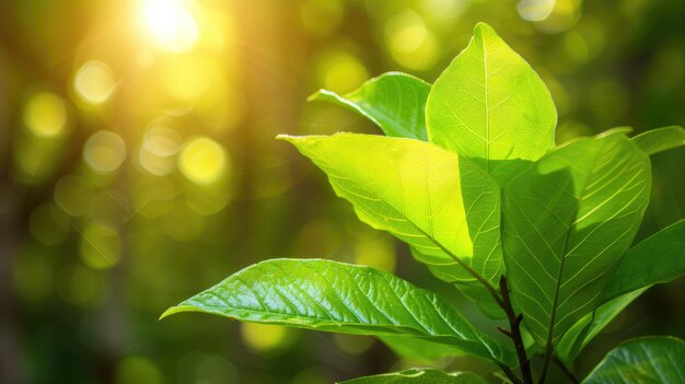 La luce solare splende attraverso le foglie verdi vibranti evidenziando i loro dettagli naturali.