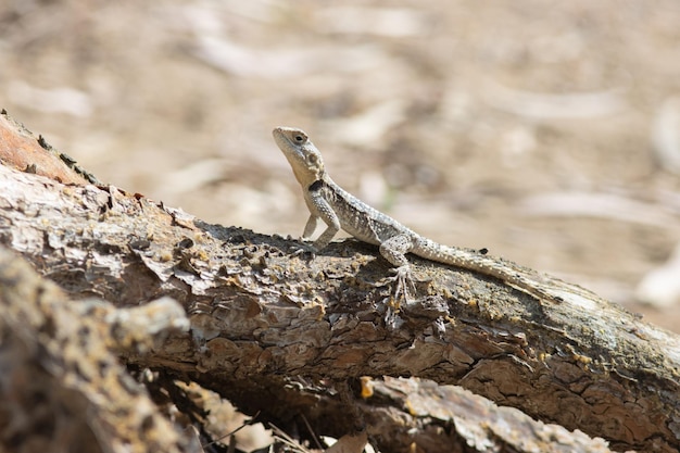 La lucertola di Laudakia stellio agama si siede su una radice di albero in Turchia