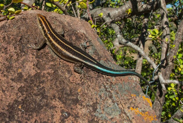 La lucertola prende il sole Parco nazionale Kruger Sud Africa