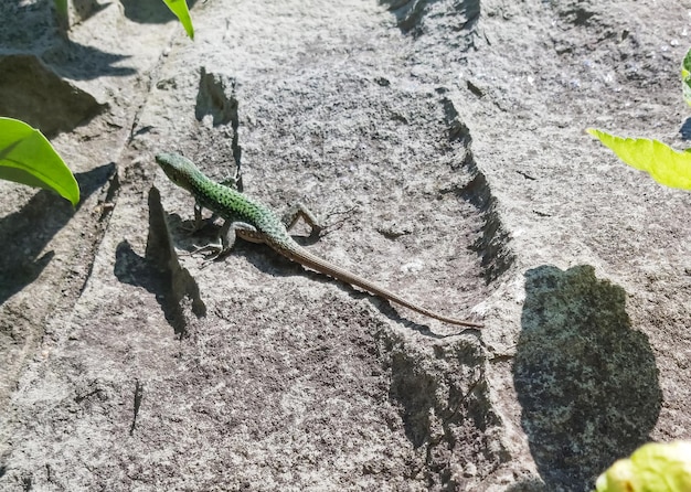 La lucertola verde europea prende il sole su una roccia durante il giorno