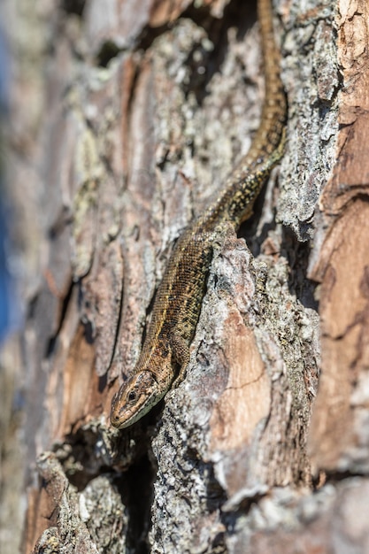 La lucertola vivipara si siede sulla corteccia di un albero di pino