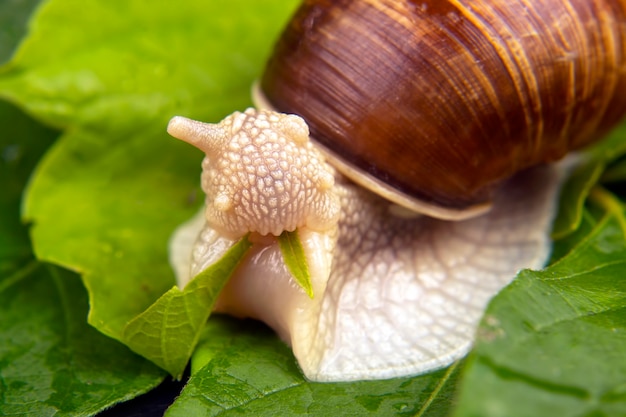 La lumaca dell'uva mangia le foglie verdi