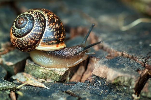 La lumaca striscia lungo il vecchio ceppo