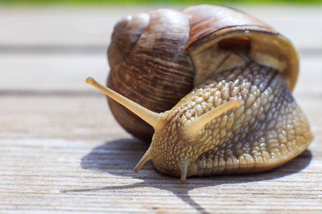 La lumaca striscia su uno sfondo di legno