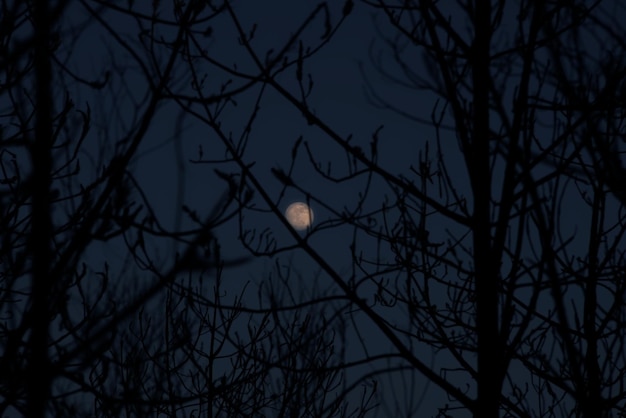 La luna piena è tra la silhouette del ramo di un albero sul cielo blu profondo