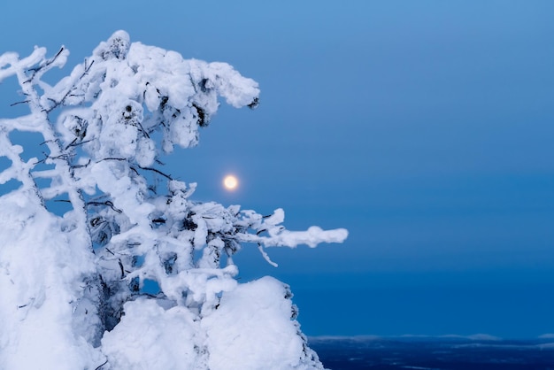 La luna piena luminosa splende attraverso i rami innevati di un albero in una sera d'inverno nell'Artico. Sfondo minimalista di sera fredda invernale con la luna.