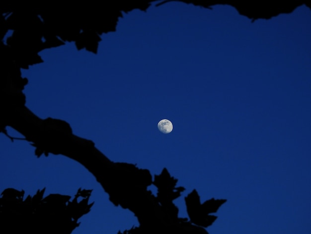 La luna tra gli alberi