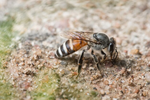 La macro dell&#39;ape sta alimentando sulla terra.