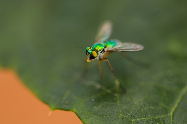 La macro foto della serra fa volare nell&#39;albero forestale