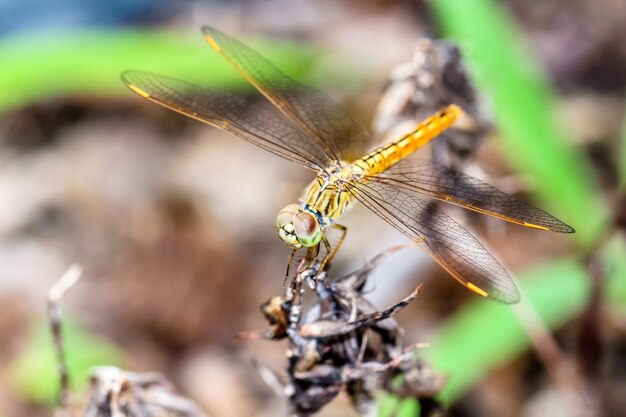 La macro libellula del primo piano tiene su un ramo dell&#39;albero