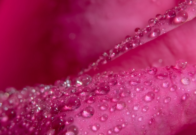 La macro priorità bassa dell&#39;acqua cade sui petali di rosa