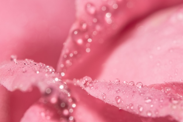 La macro priorità bassa dell&#39;acqua cade sui petali di rosa