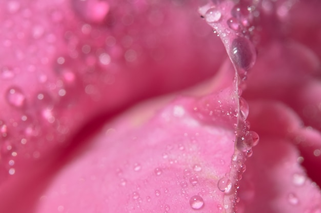 La macro priorità bassa dell&#39;acqua cade sui petali di rosa