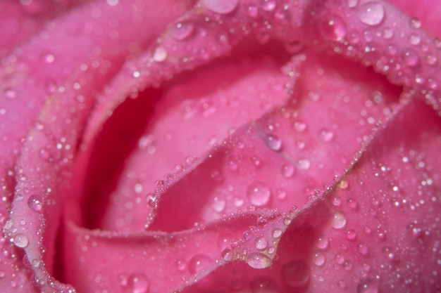 La macro priorità bassa dell&#39;acqua cade sui petali di rosa