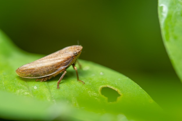 La macro strana del treehopper è nella pianta.