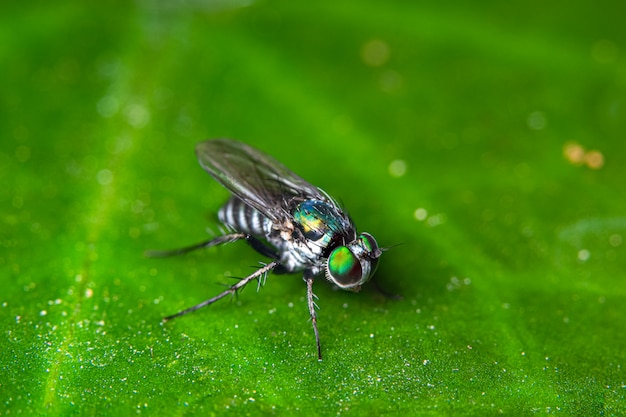 La macro vola sulle foglie verdi