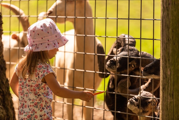 La madre di una bambina di due anni alleva le capre nelle fattorie