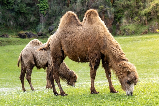 La madre e il vitello del cammello pascolano nell'erba