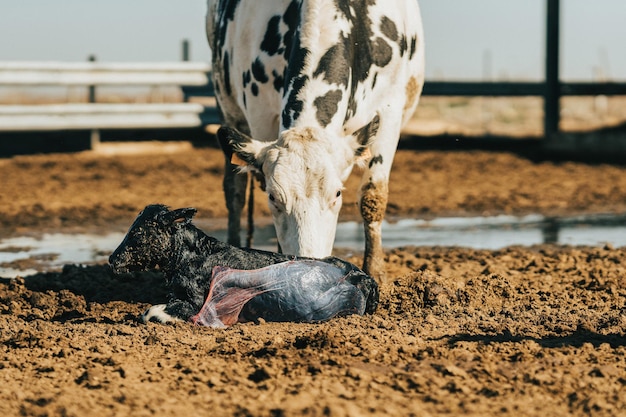 La madre inizia a leccare il suo vitello appena nato. animale