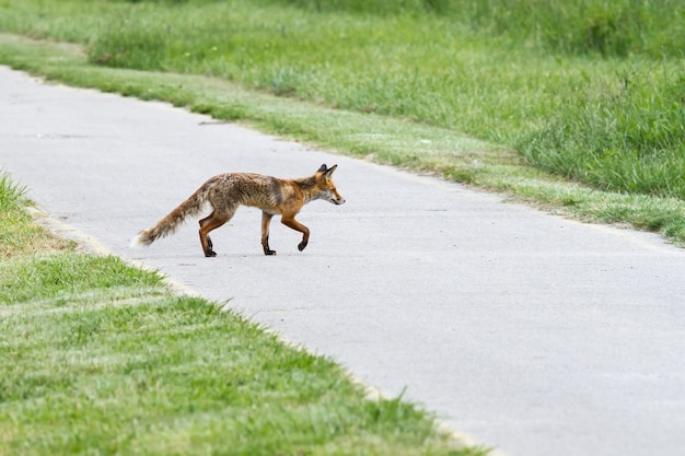 La madre magra della volpe rossa in primavera attraversa la strada della bici