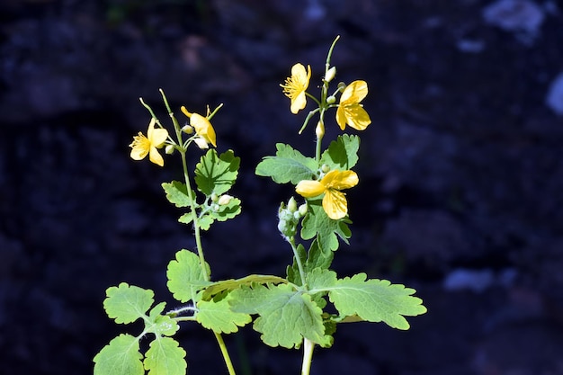 La maggiore celidonia Chelidonium majus in fiore una pianta medicinale