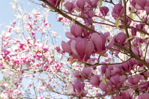 La magnolia fiorisce l&#39;albero nel fondo della fioritura