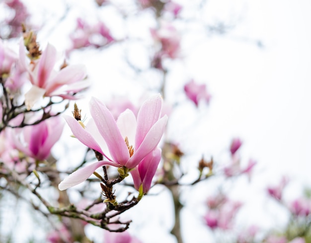 La magnolia rosa fiorisce la magnolia fiorisce in primavera