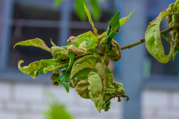 La malattia delle foglie dell'albero ha contorto le foglie del pesco