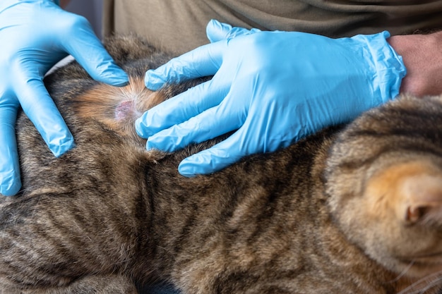 La malattia fungina lichen in un gatto sotto il cappotto è una crosta secca di piaghe con perdita di capelli le mani del veterinario in guanti ferita da vicino