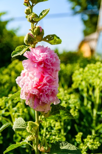 La malva rosa fiorisce la malva alcea sull'aiuola