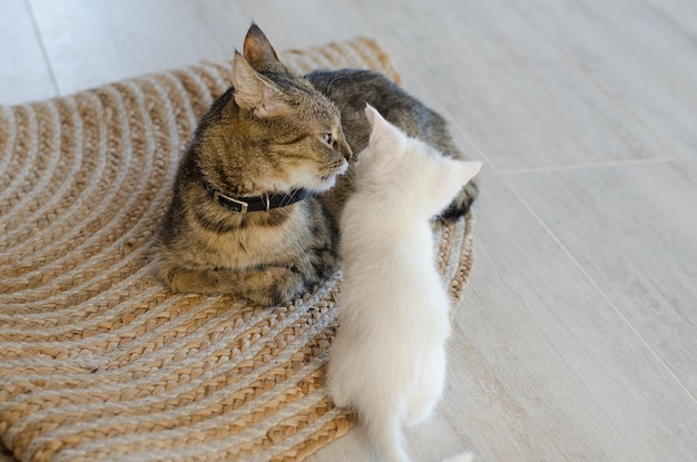 La mamma gatta tabby si siede accanto al suo gattino bianco