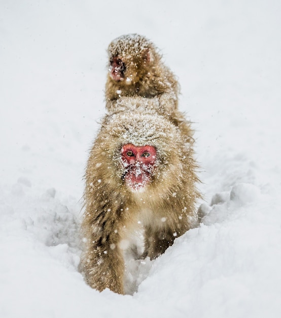 La mamma macaco giapponese con un bambino sulla schiena va alla sorgente calda nella neve profonda