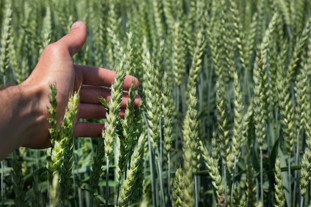 La mano avvolge la revisione dell'agronomo dell'agricoltura del primo piano dell'orecchio verde