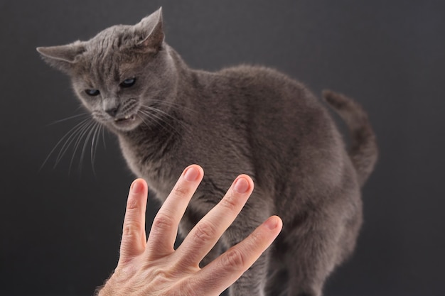 La mano con l'indice indica un gatto grigio