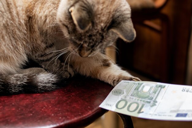 La mano dà la banconota in euro al gatto grigio lanuginoso