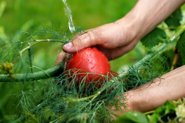 la mano del contadino che lava l'erba verde e le verdure in giardino con spruzzi d'acqua