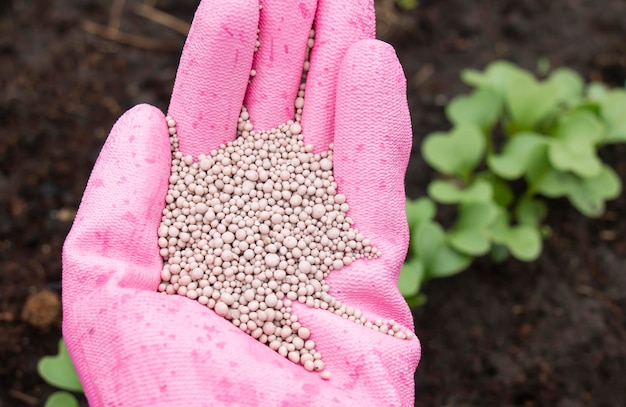 La mano del contadino in guanti fertilizza il terreno nero con fertilizzanti per una buona semina e raccolta