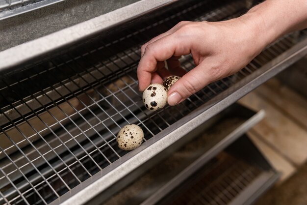 La mano del contadino raccoglie le uova di quaglia dal vassoio della gabbia della batteria