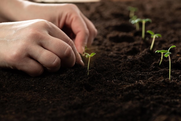 La mano del contadino tiene una piantina da trapiantare in un terreno fertile per l'agricoltura biologica e simboli per un nuovo inizio nella coltivazione di qualcosa Piantare piantine di piante verdi in piena terra