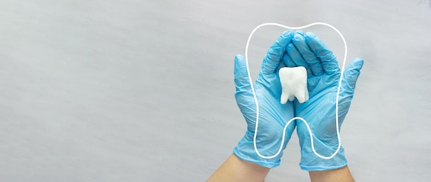 La mano del dentista femminile nei guanti medici blu tiene il molare del dente e. Icona del contorno lineare sottile Segno del simbolo del dente